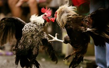 Cara Main Sabung Ayam S128 untuk Dapatkan Keuntungan