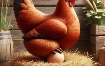 Kandungan Gizi yang Wajib Ada di Pakan Ayam Broiler